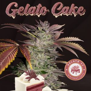 Gelato Cake Feminizovaná