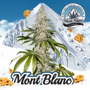 Mont Blanc Feminizovaná